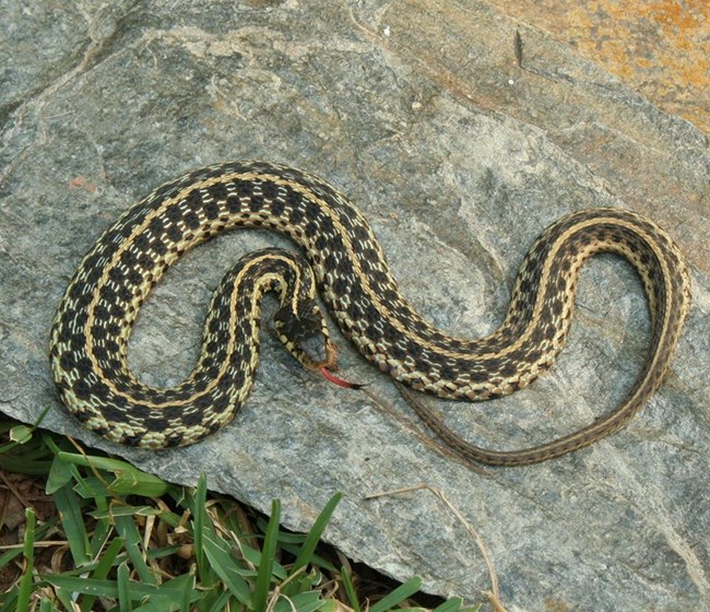 Eastern Garter Snake curled up on a rock