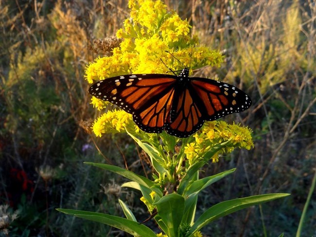 Monarch Butterfly hanging out on some yellow flowers