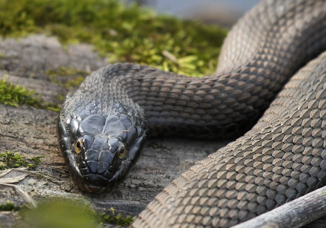 Northern Water Snake resting on a grass covered rock flattened its head to look like a more dangerous snake