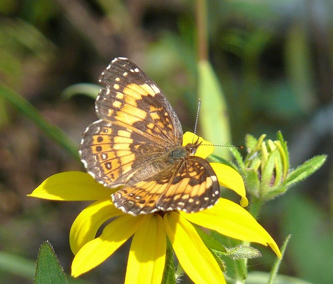 Painted Lady butterfly sitting on a yellow flower