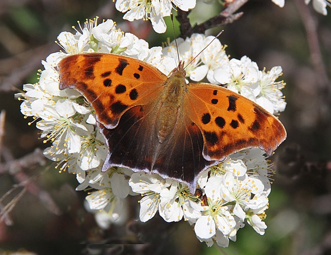 A Question Mark Butterfly hanging onto a cluster of white flowers