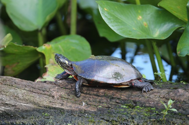 A Red-eared Slider sun bathing on a log