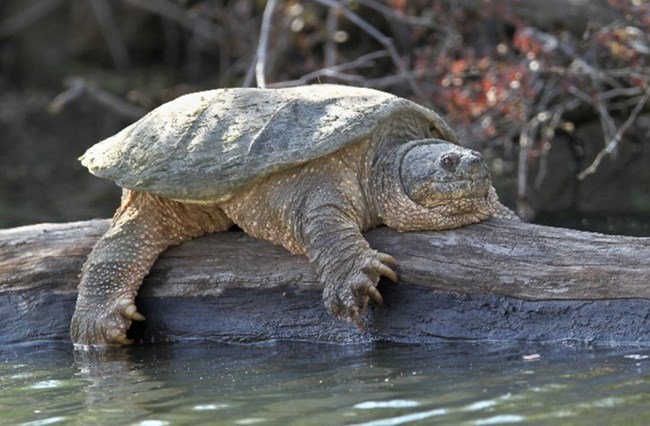 A Snapping Turtle rests on a horizontal log with its back leg handing down into the water