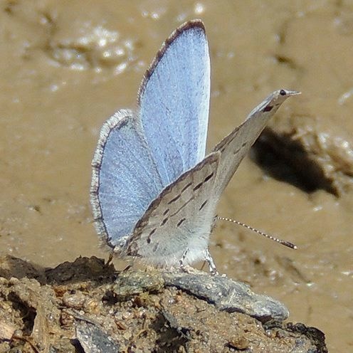 Spring Azure sitting on a rock in the mud