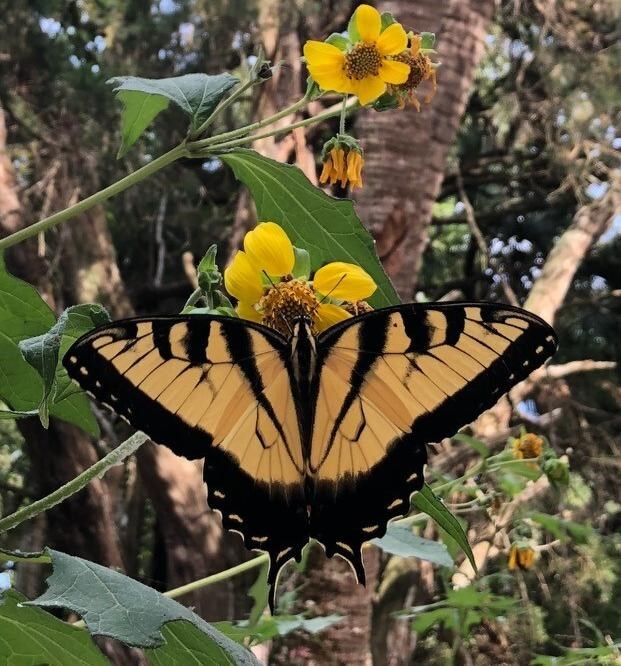 Tiger Swallowtail hanging onto a yellow flower in a tree