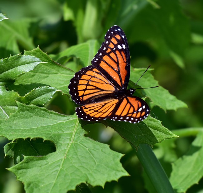 Viceroy Butterfly sitting on a vibrant green leaf