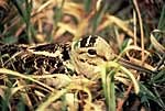 Woodcock on nest