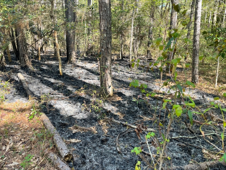 Photo showing a fire-damaged section of woods.