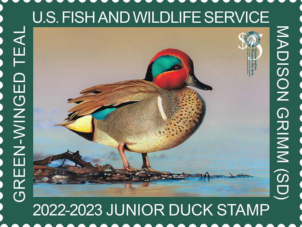 Image of the 2023 Jr. Duck Stamp featuring Madison Grimm's drawing of a Green-winged Teal.