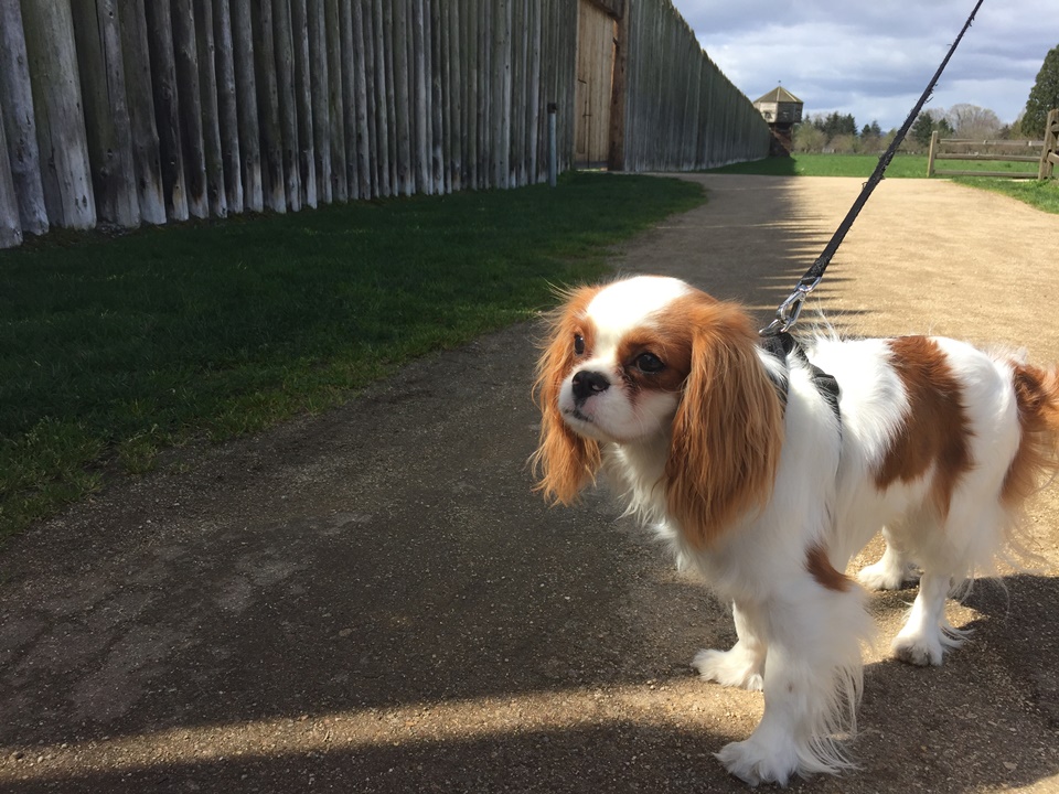 Spaniel at Fort Vancouver