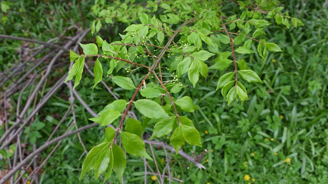 sharp oval leaves on branch