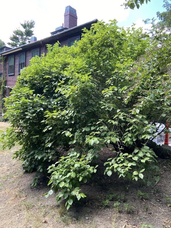 Large dense bush in front of large home