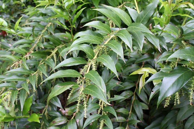 Dense bush of green leaves with yellowing green flowers