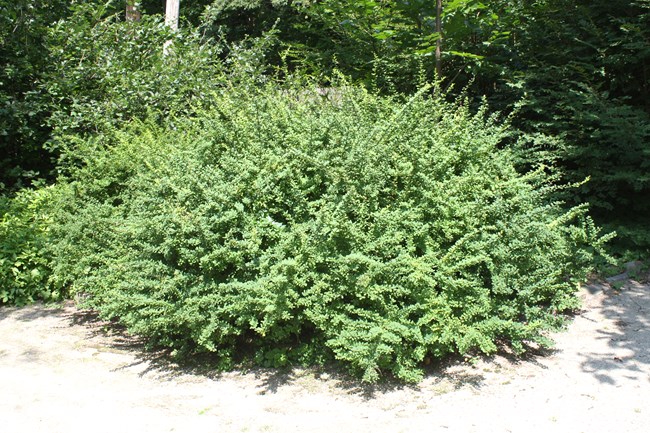 Large dense bush