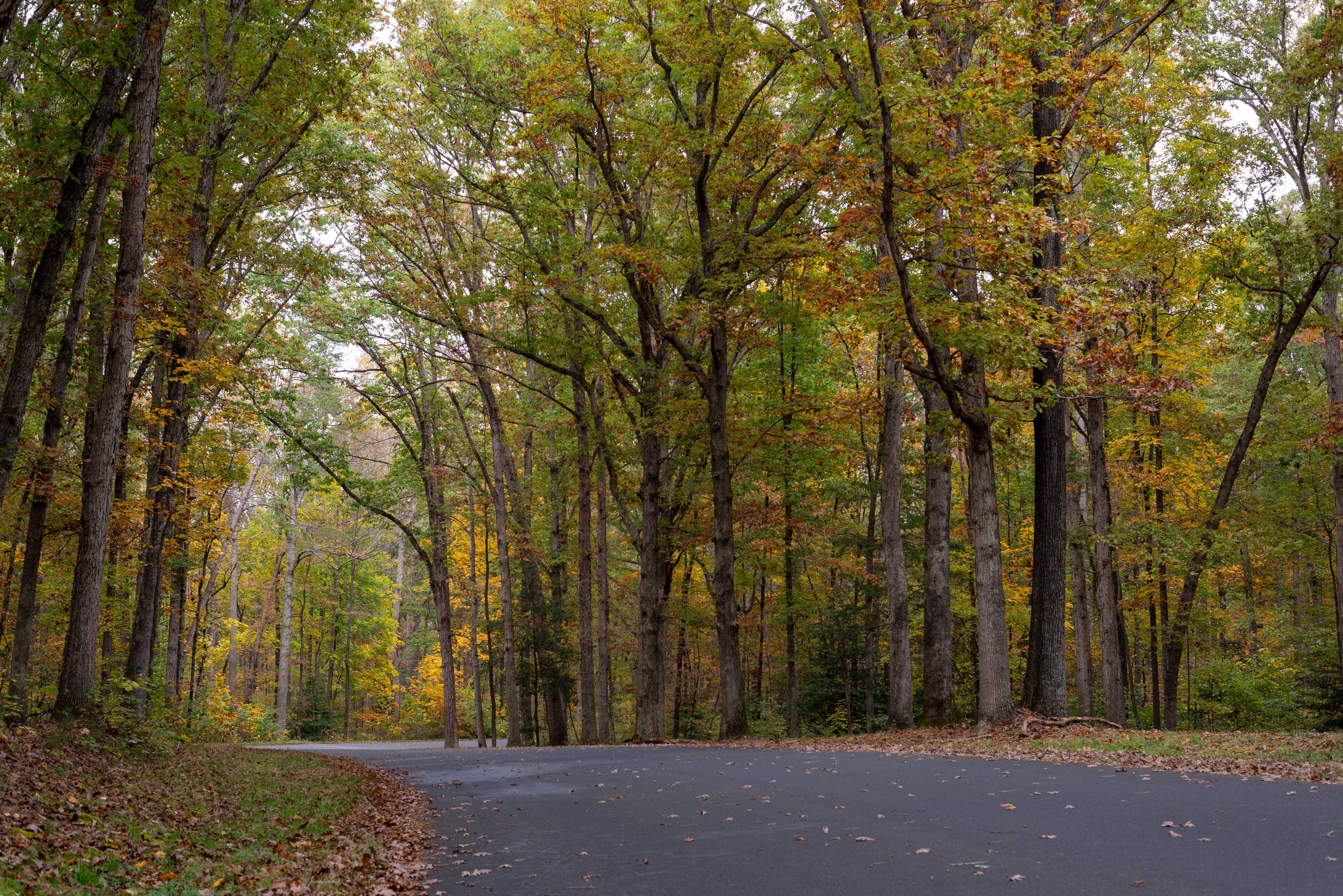 A park road surrounded by trees in fall.