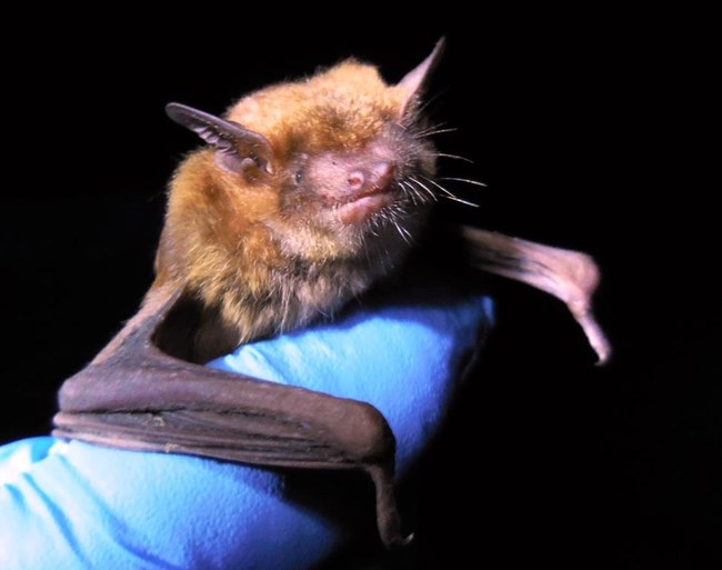 A big brown bat, roughly the size of a kiwifruit, is in a gloved scientist's hand, during a study for white nose syndrome in the park in 2017.