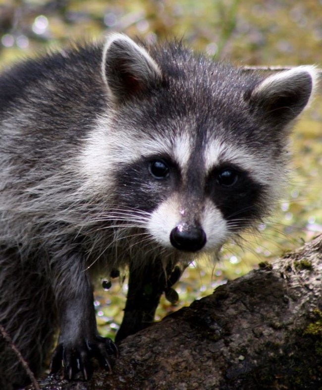 A close-up image of a curious raccoon, who has his front paws on a log.