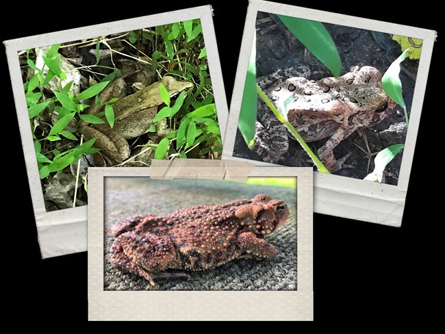 Three close-up photos of two toads and one frog, showing their textured exterior and camouflaging abilities respectively.