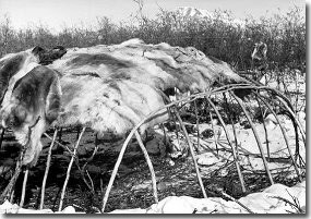 Caribou skins covering willow pole frame