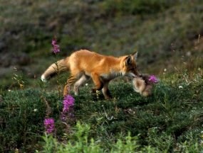 Red fox carrying qiviut