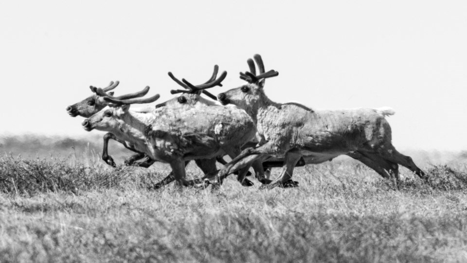 Caribou running on the tundra in summer
