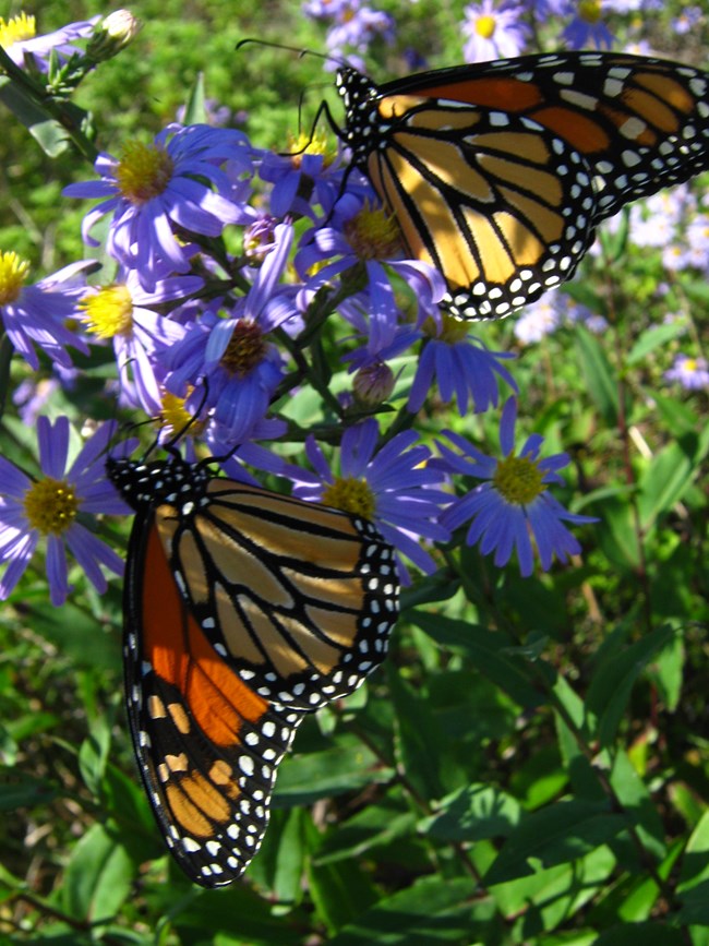 Monarch butterflies can be observed alighting on the variety of grassland plants to feed and rest.