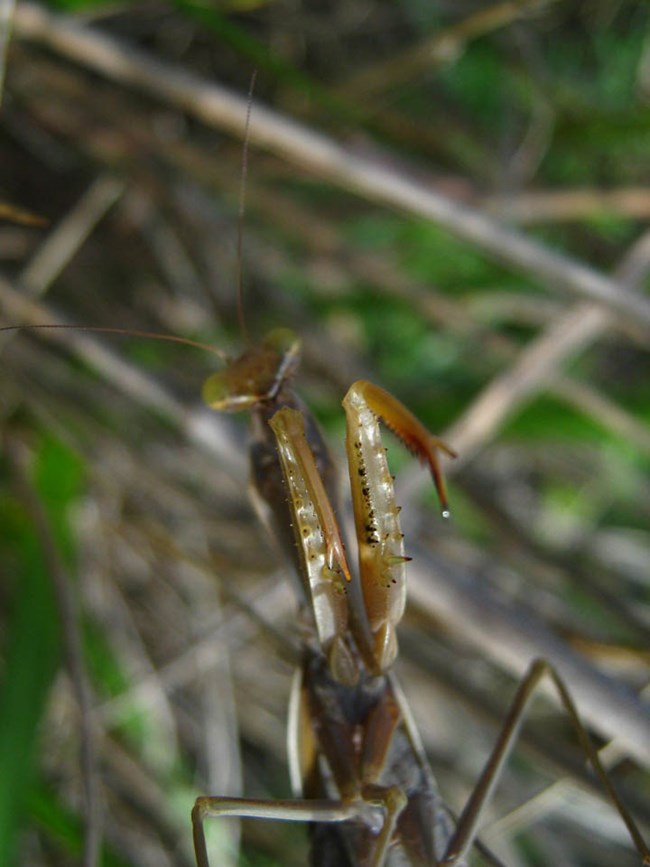 Many insects depend on the grassland plants to provide safety, food and reproductive habitat.