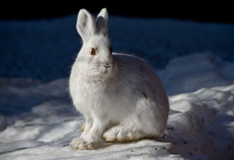 snowshoe hare