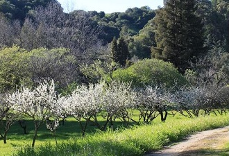 Plum trees in the orchard