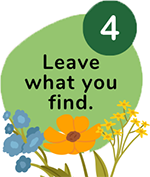 A small green circle with the number four, a large green cricle reads "Leave What you Find". Small cartoon flowers at the bottom