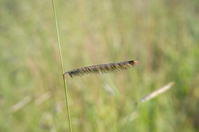 Blue Grama grass seed head