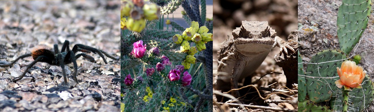 In succession: a tarantula walking, a cluster of cholla cactus fruit, a horned lizard and a prickly pear flower