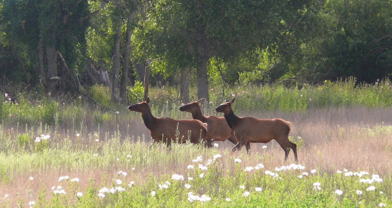 Three elk cows walking through a field of prickly poppies