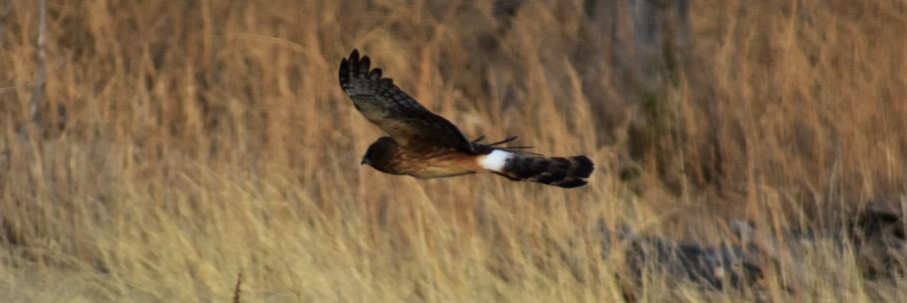 A Northern Harrier flies low over a field of brown grass, searching for prey.