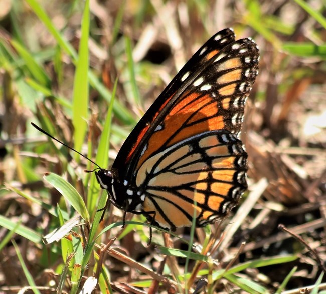 A solitary monarch butterfly standing on a blade of grass.