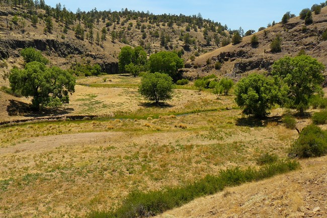 A grassy field with sparse trees and a creek, bordered by gentle, forested slopes