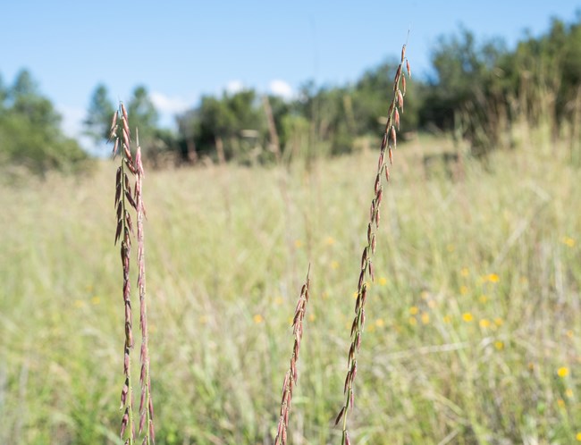 Side Oats Grama seed heads