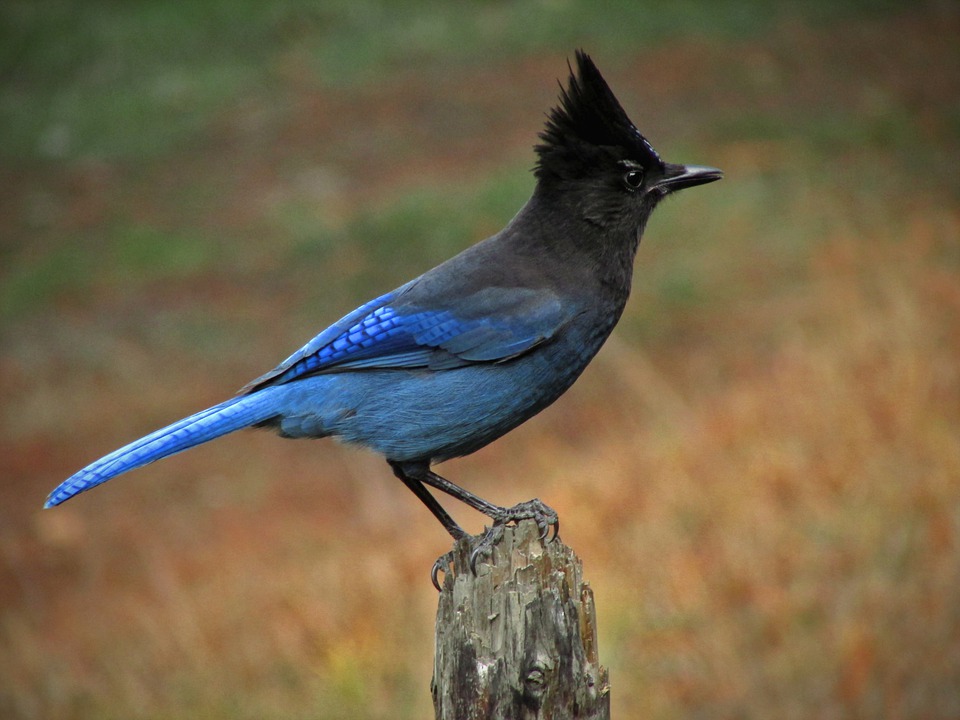 Blue Jay Wing  U.S. Geological Survey