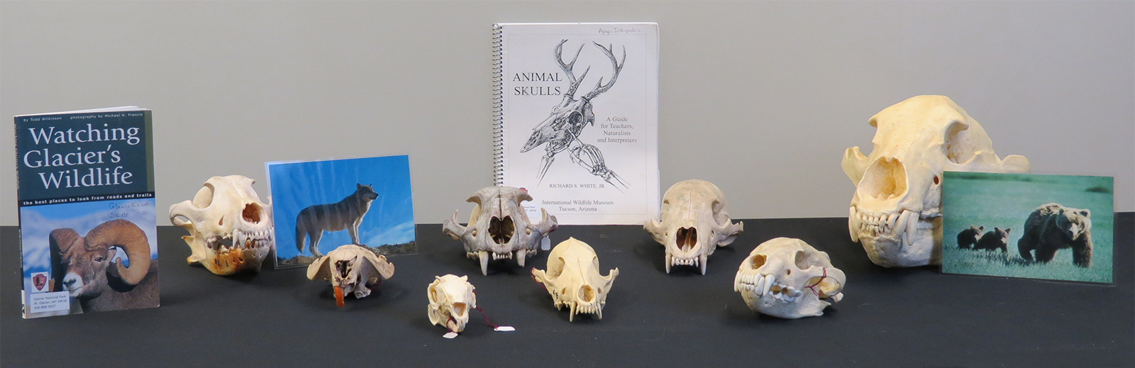 carnivore skull identification