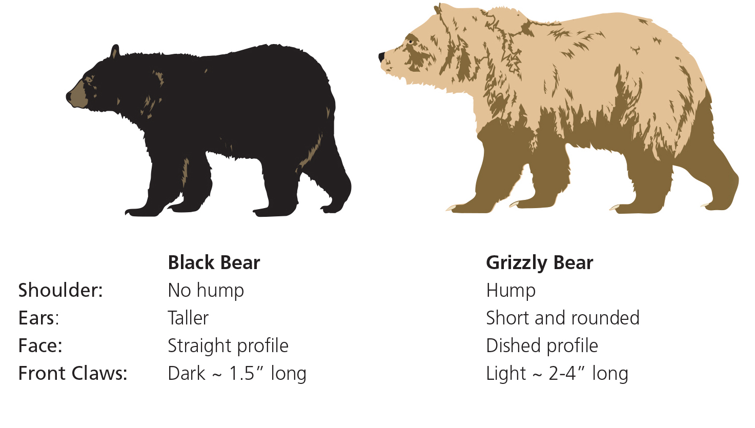 black bear tracks vs grizzly
