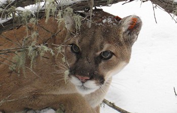 Fisher (Glacier National Park Mammals) · iNaturalist