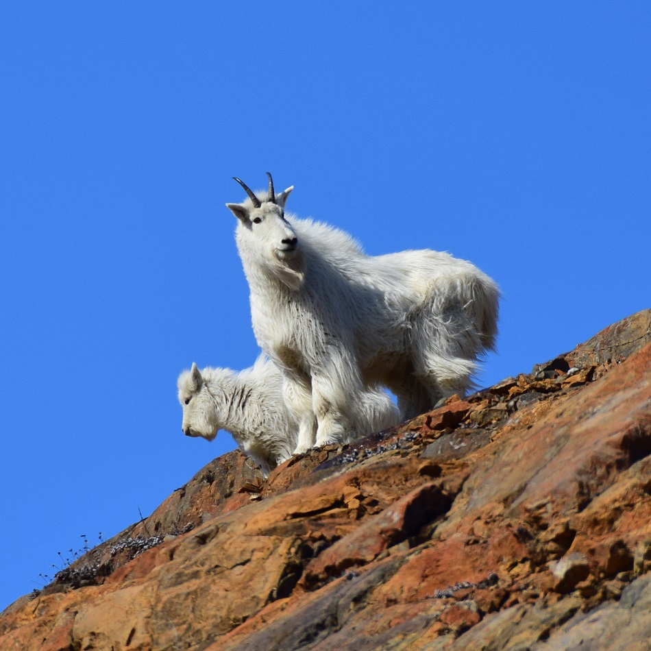 mountain goat female_kid_Riggs_KWhite_ADFG_resized