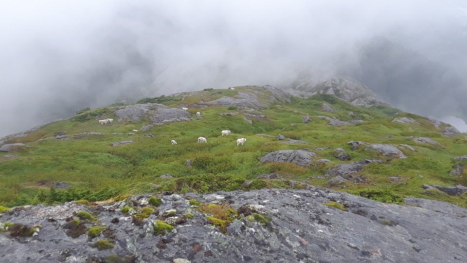 Mountain goats in the mist on Table Mountain. 