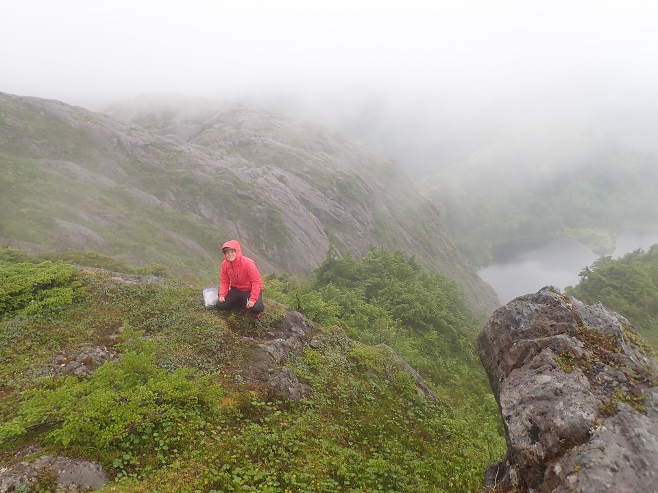 biologist locating mountain goat fecal pellets