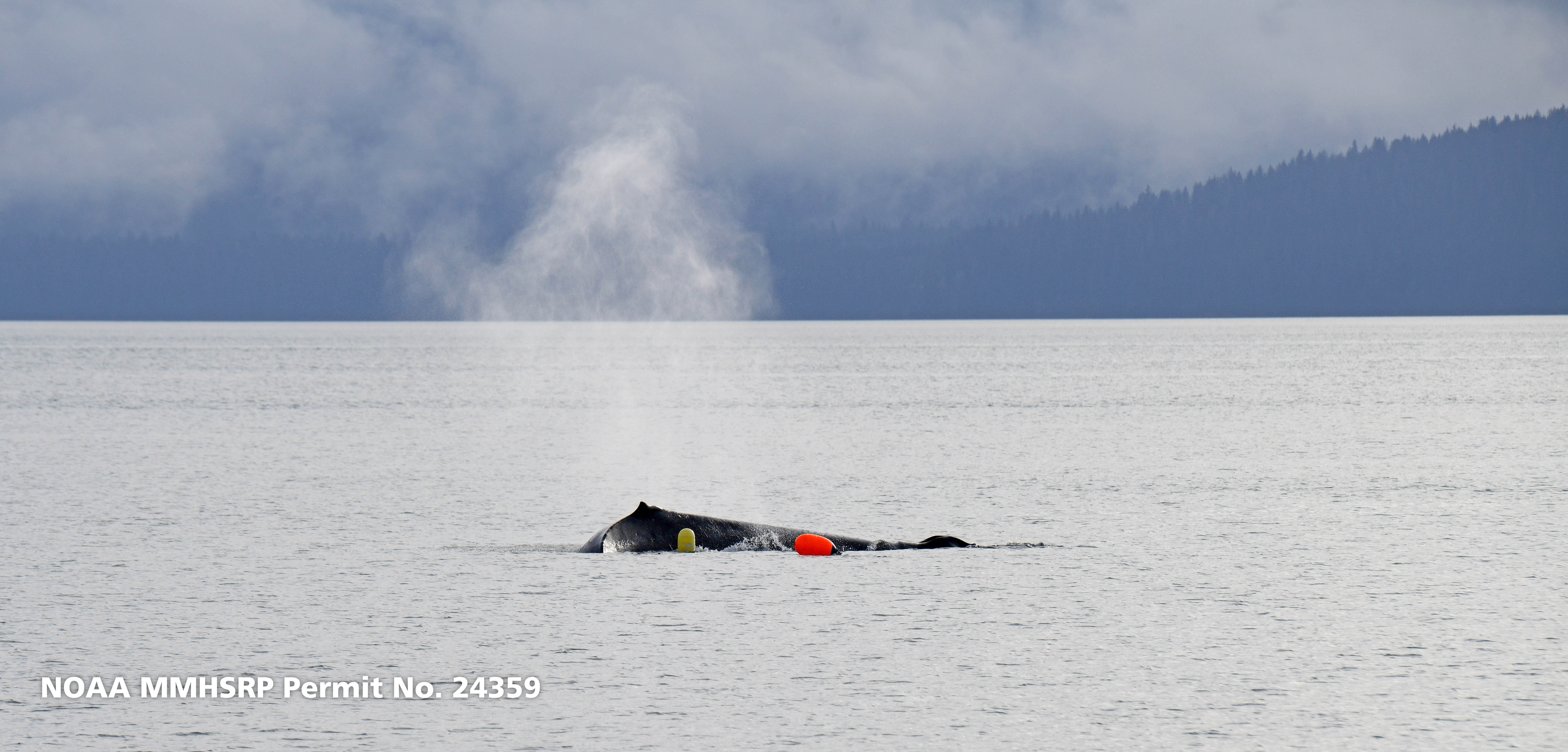 Whale 68: Articulation Phase I - Glacier Bay National Park & Preserve (U.S.  National Park Service)
