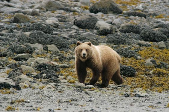 A brown bear travels through the intertidal area