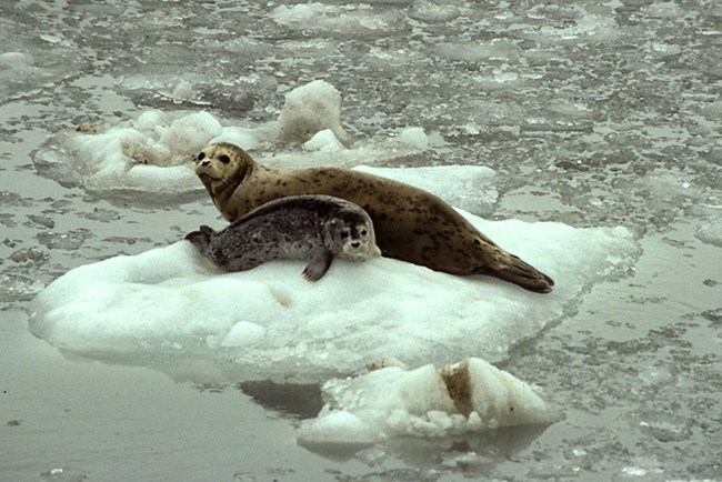 Adult and juvenile harbor seal on an iceberg