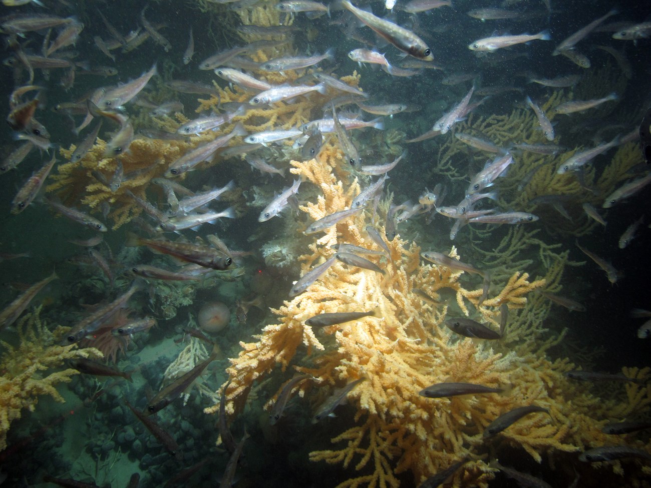 Dozens of pollock surround a vivid orange-colored tree coral