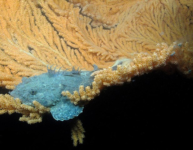 A sculpin rests on red tree coral