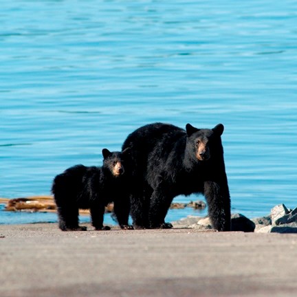 black bear sow and cub on sandy beach